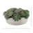 Succulents Arranged in a Ceramic Planter