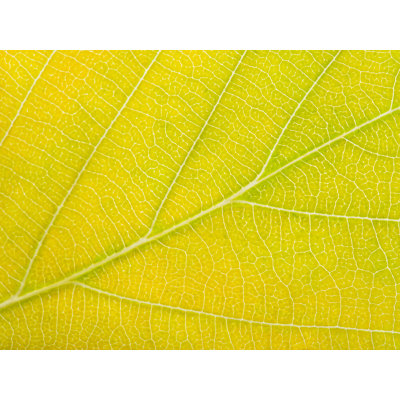 Feuille d'automne par Philippe Moisoux - impression