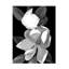 Wrapped Canvas Wall Art - Susan S. Barmon 'White Magnolia Black And White' Wall Art for Living Room, Bedroom, or Office Décor - 24x32-29225530