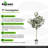 Eucalyptus Tree