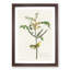 Children's Warbler Birds by John Audubon - Picture Frame Painting Print-55536187-55536191