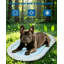 Pet Bed-1939168311