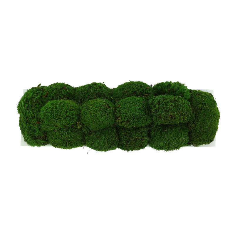 Nature's Nostalgia Moss Plant in Fiberstone Planter, 8'' H x 19'' W x 8'' D, White