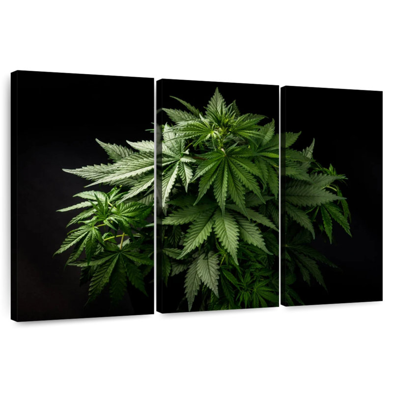 Cannabis Plant, 24" H x 38" W