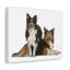 Border Collie Couple, Border Collie-840977118