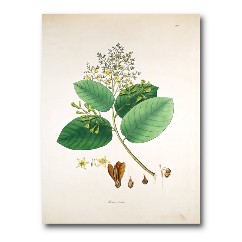Vintage Botanicals III - peinture sur toile, H 32 po x l 24 po x P 1 po, Toile tendue
