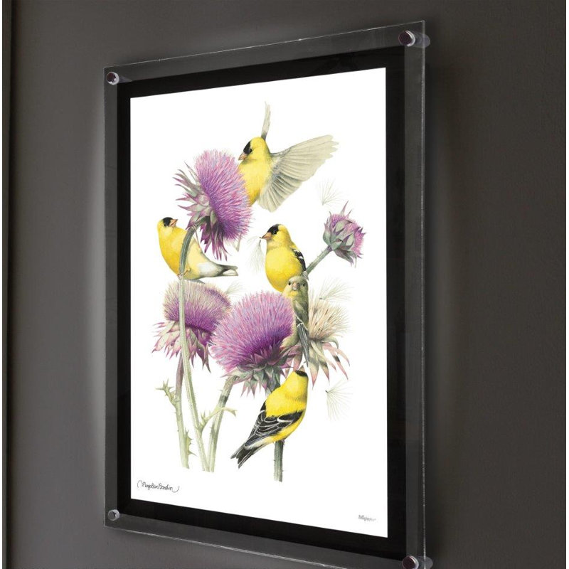«American Goldfinch», reproduction