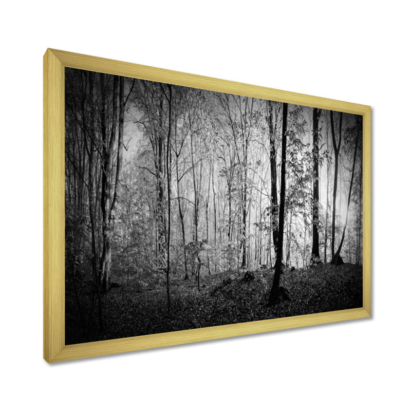 «Beautiful Forest Morning Panorama», reproduction, Cadre doré, H 24 po x l 32 po