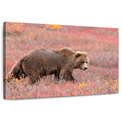 Ours grizzly Brampt