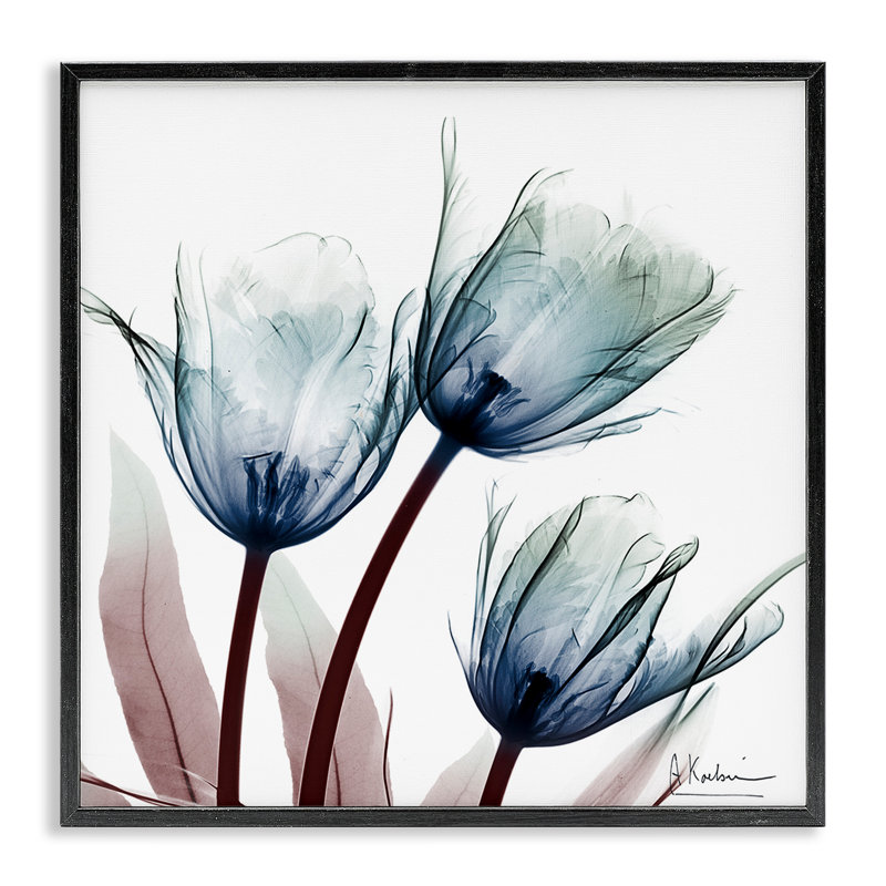 Ampoule translucide tulipe encadrée, dessin par Albert Koetsier, H 12 po x l 12 po, Giclée encadrée noir minuit