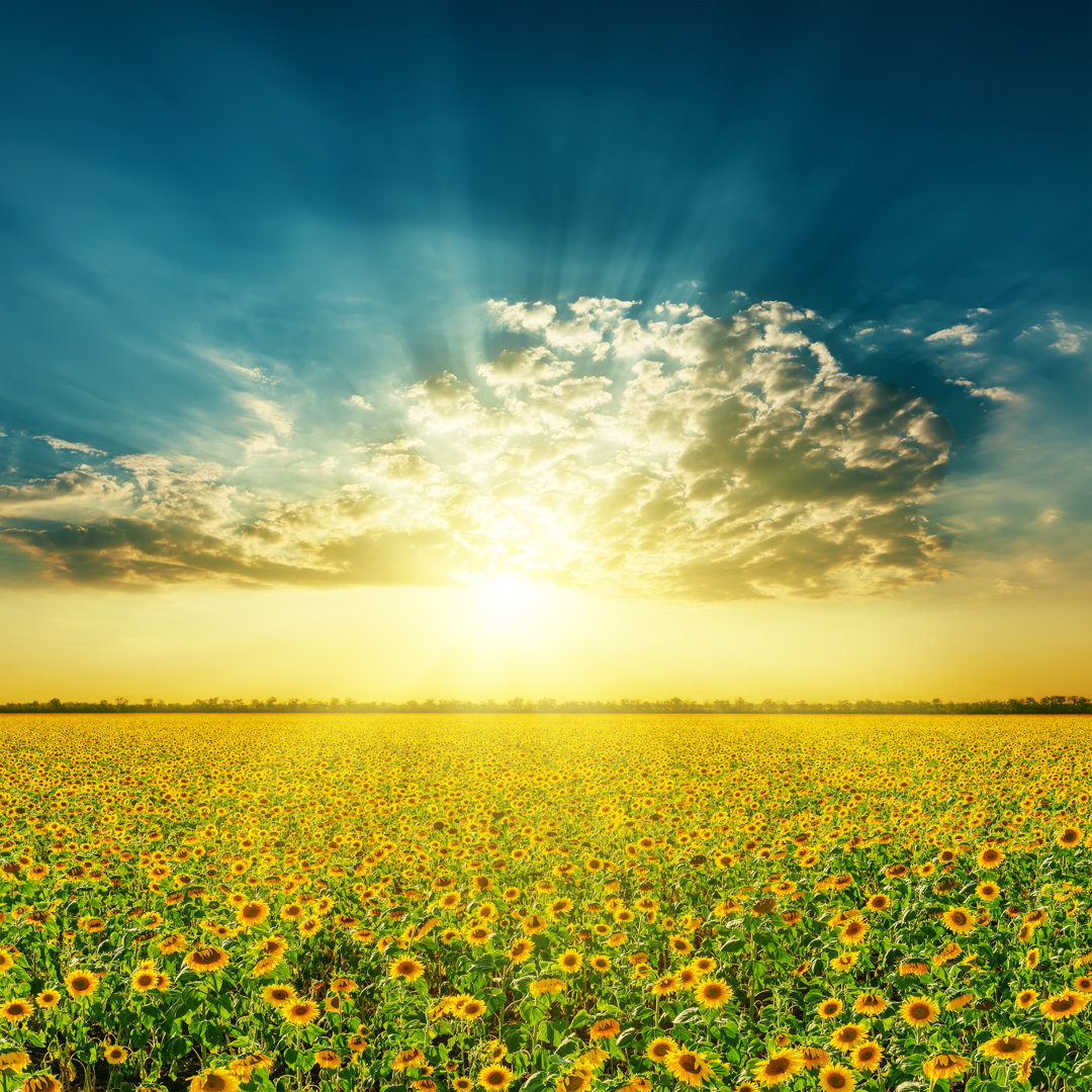 Field With Sunflowers And Sunset In Clouds
