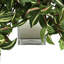 Ricka Faux Ivy Plant in Glass Pot