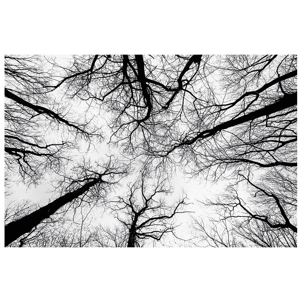 Leinwandbild - Fotografie „Bare Branches”