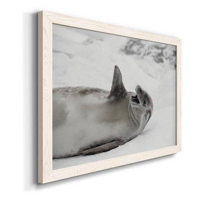 Laughing Seal - photographie encadrée sur toile