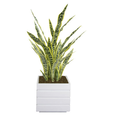 Panama 14'' Faux Agave Tree