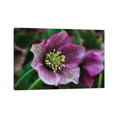 " Silverdale, Washington State, Purple Hellebore Flower Perennials " by Jolly Sienda
