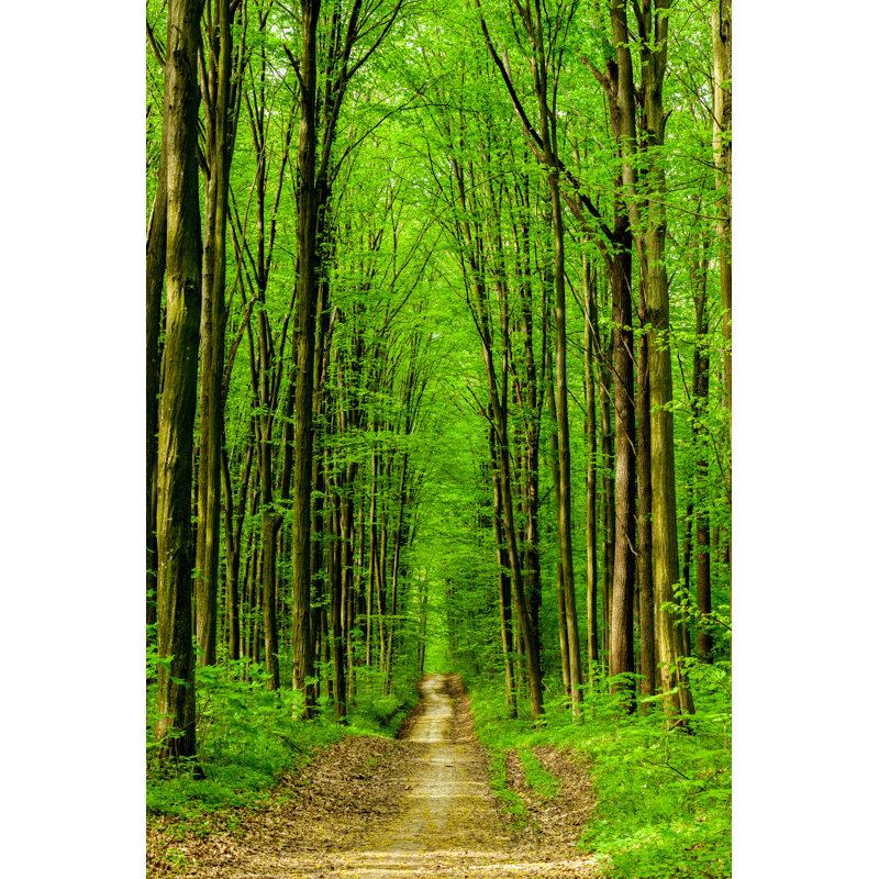 Forest Trees - Wrapped Canvas Print, 30cm H x 20cm W x 3.8cm D