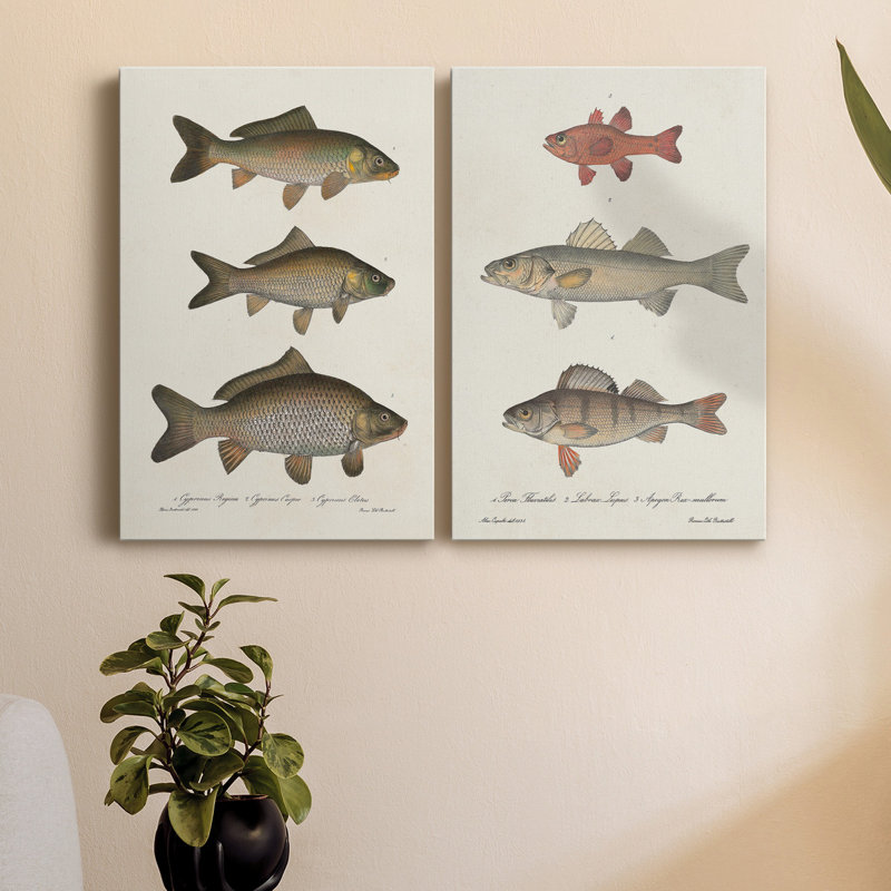 Espèces de poisson antique I, toile tendue avec châssis de qualité supérieure - prête à être accrochée