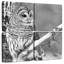 Hibou blanc Brampt BW