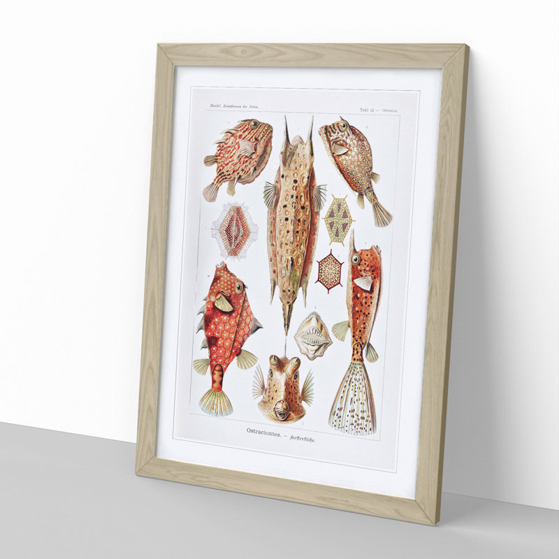 Selection of Fish by Ernst Haeckel - Picture Frame Graphic Art, 36cm H x 27cm W x 2cm D, Oak Framed