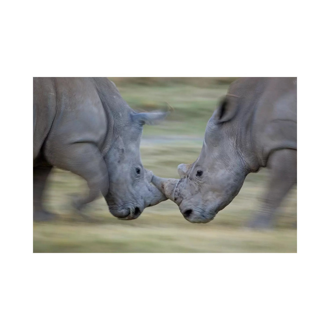 White Rhinoceros Males Fighting, Lake Nakuru, Kenya
