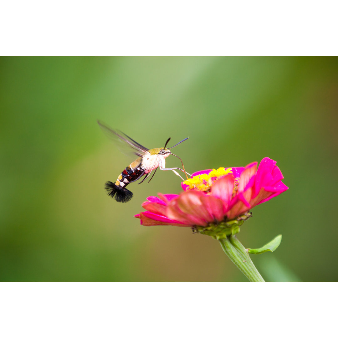 Macroglossum Stellatarum von DenBoma - Kunstdrucke auf Leinwand