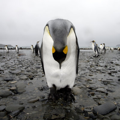 Bing King Penguin par Mlenny