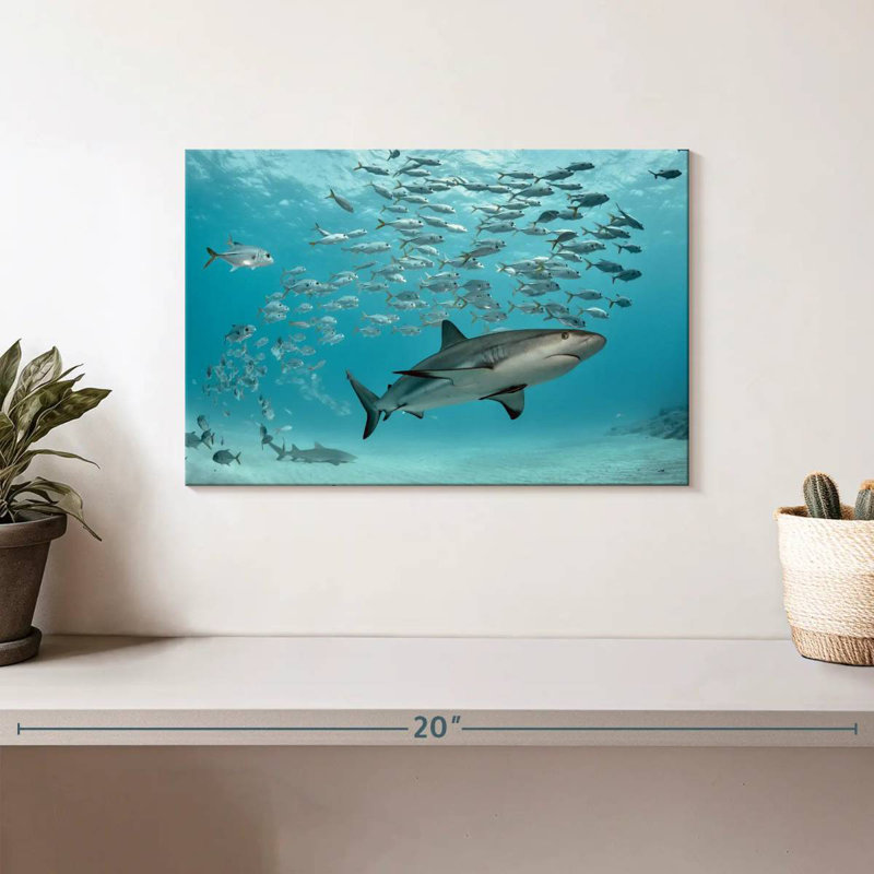 Poisson et requin des Caraïbes, H 8 po x l 12 po
