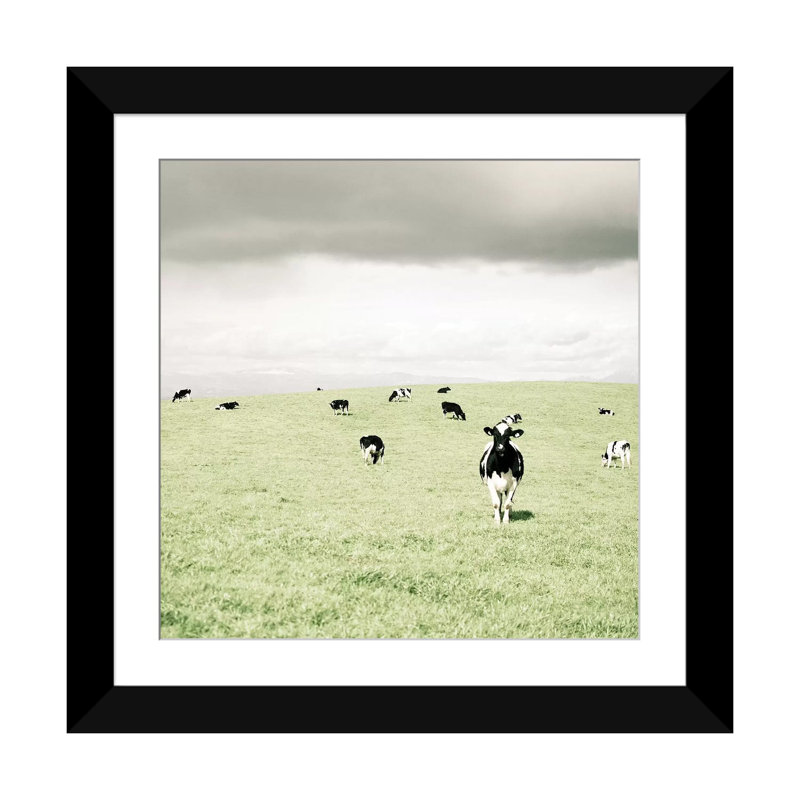 « curieux vaches », reproduction de photo sur toile, H 24 po x l 24 po x P 1 po, Papier d'art encadré noir, Blanc