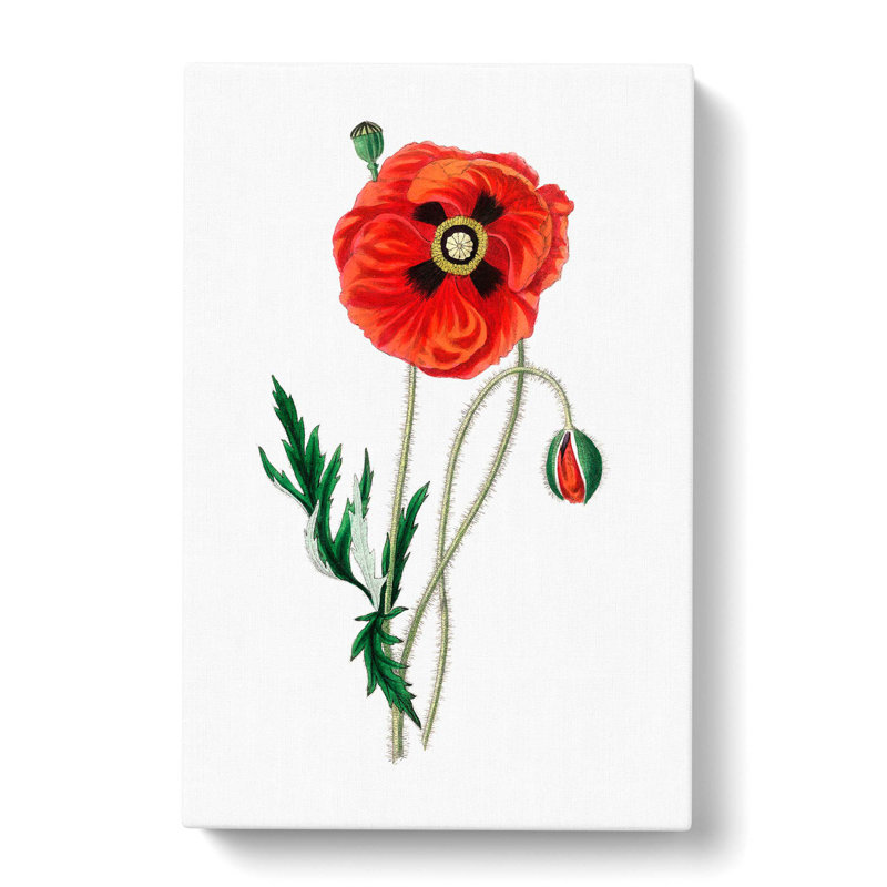 Common Poppy Illustration - Wrapped Canvas Painting, 50cm H x 35cm W x 3cm D
