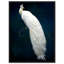 Habillé de plumes - impression-119403332-72500299-72500298
