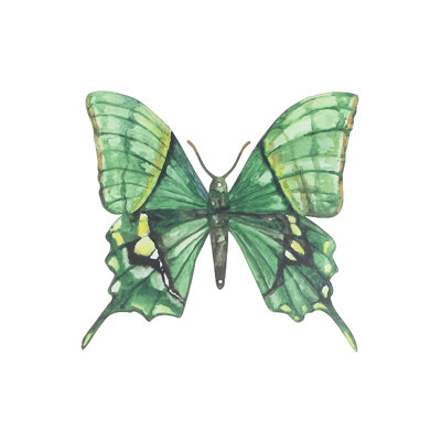 Décoration murale papillon