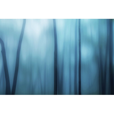 Harriman Woods I by James McLoughlin - Wrapped Canvas Print
