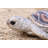 Animals Weather Resistant Water Resistant UV Resistant Polyresin Garden Statue