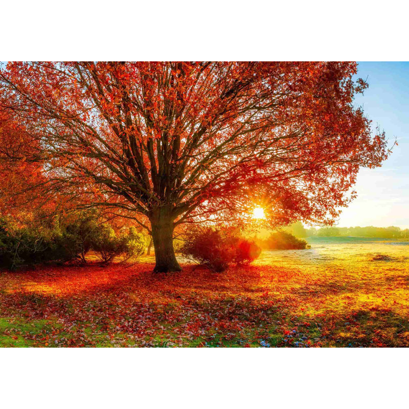 Forêt d'automne - Photographie sur toile tendue, H 14 po x l 20 po x P 1,5 po