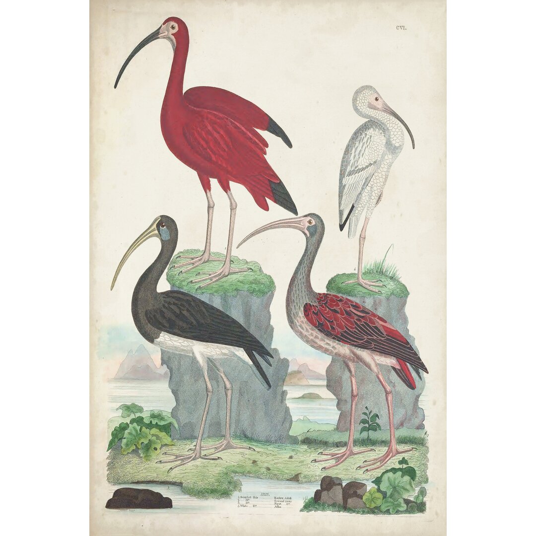 Leinwandbild Antique Heron & Waterbirds II