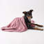 Tapis pour animaux Bangor Rose Paw-1148924690