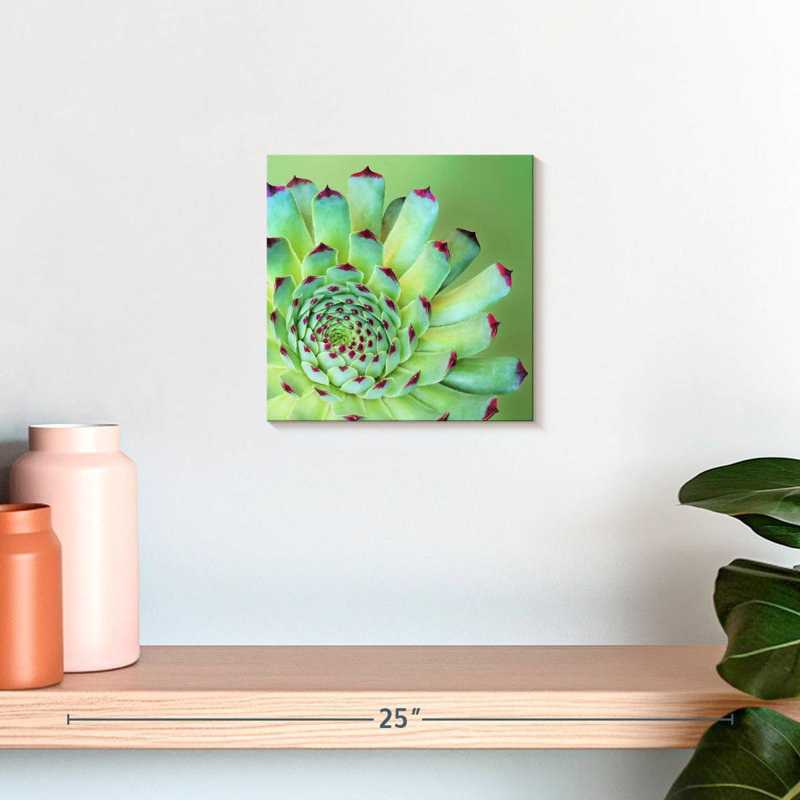 Harnek Exotic Succulent, 20" H x 20" W