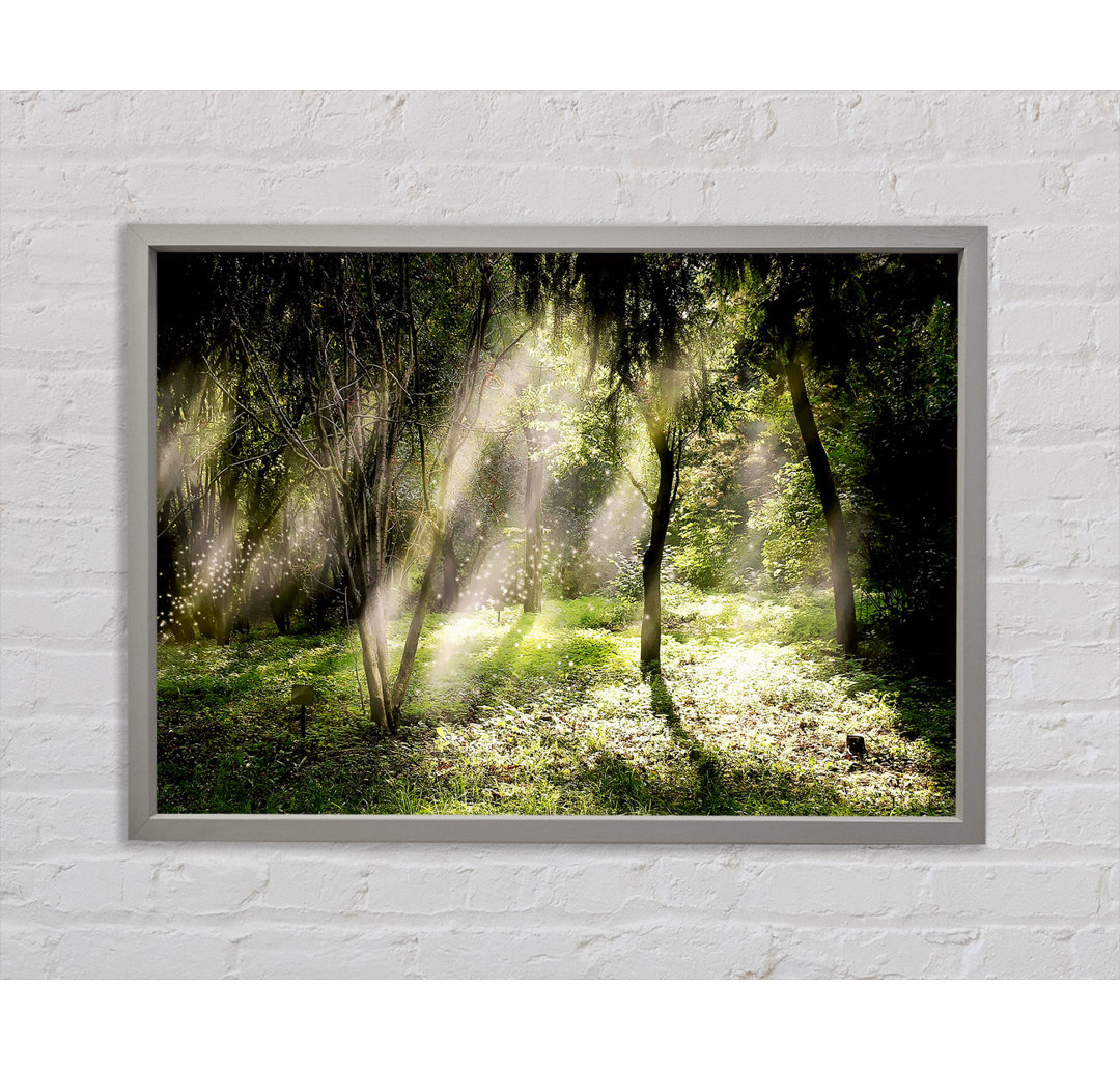 Mid Day Sun Through The Trees - Single Picture Frame Kunstdrucke auf Leinwand