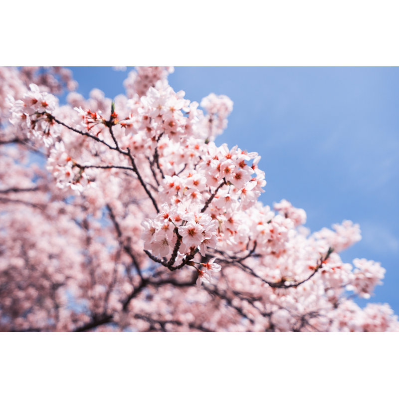 Fleurs de cerisier - Photographie sur toile, H 20 po x l 30 po