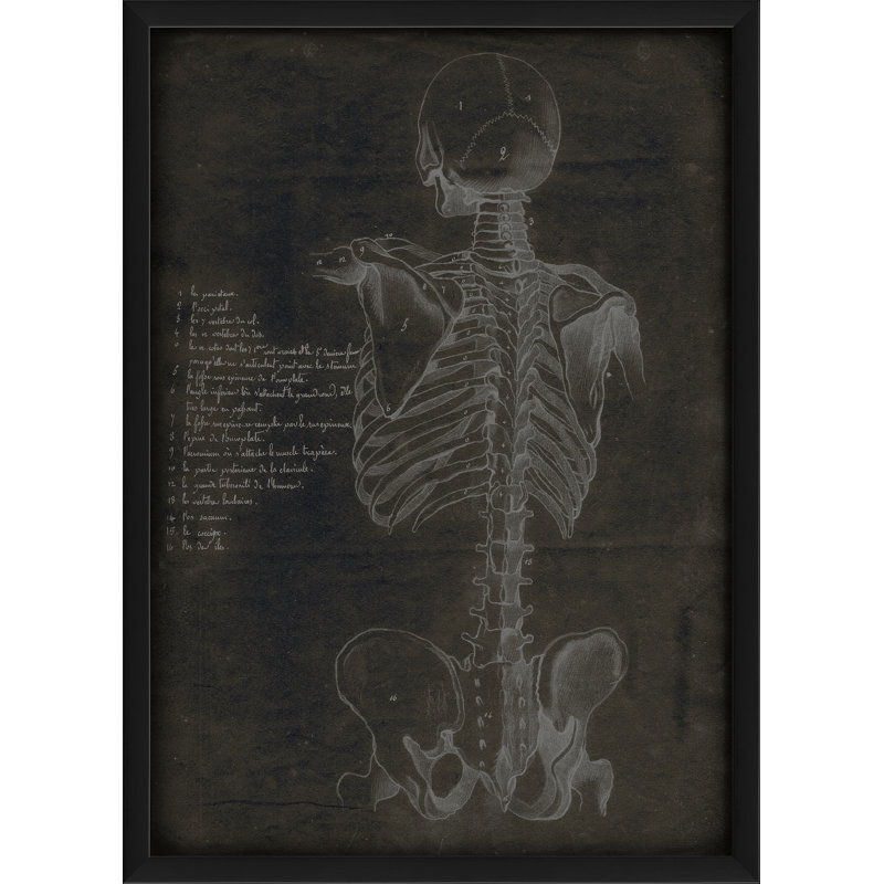 « skeleton back », impression encadrée