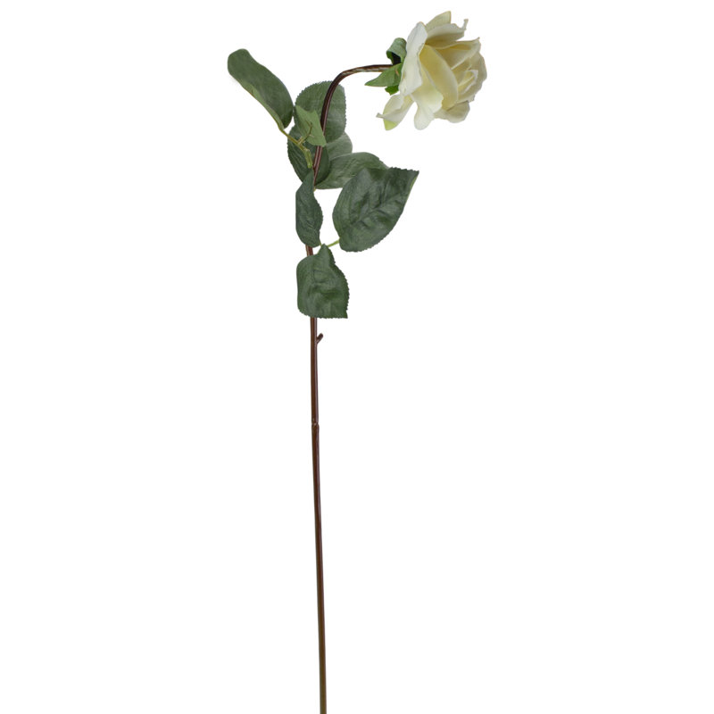 Roses, buissons