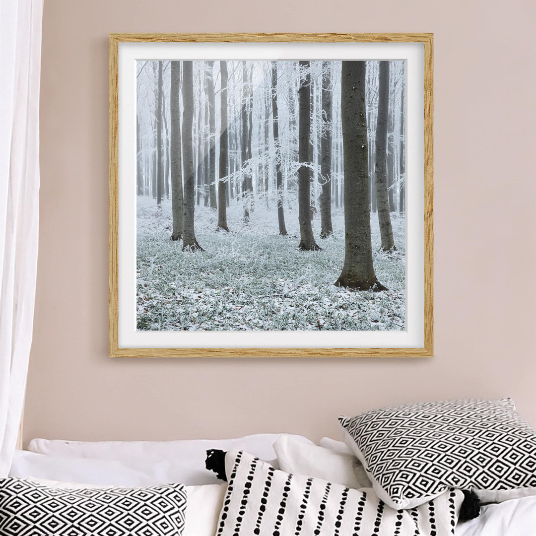 Gerahmtes Poster Beech Trees with Frost