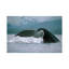 Humpback Whale Tail, Alaska 1 Piece Wrapped Canvas Wall Art-394886450