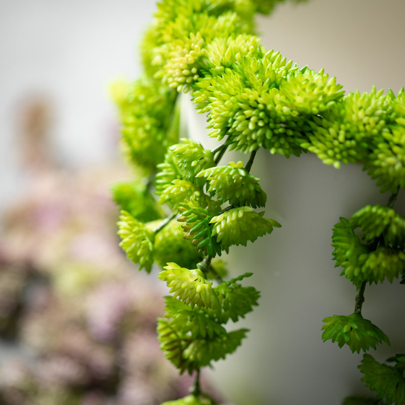 Ensemble de 2 plantes grasses artificielles Hatherleigh