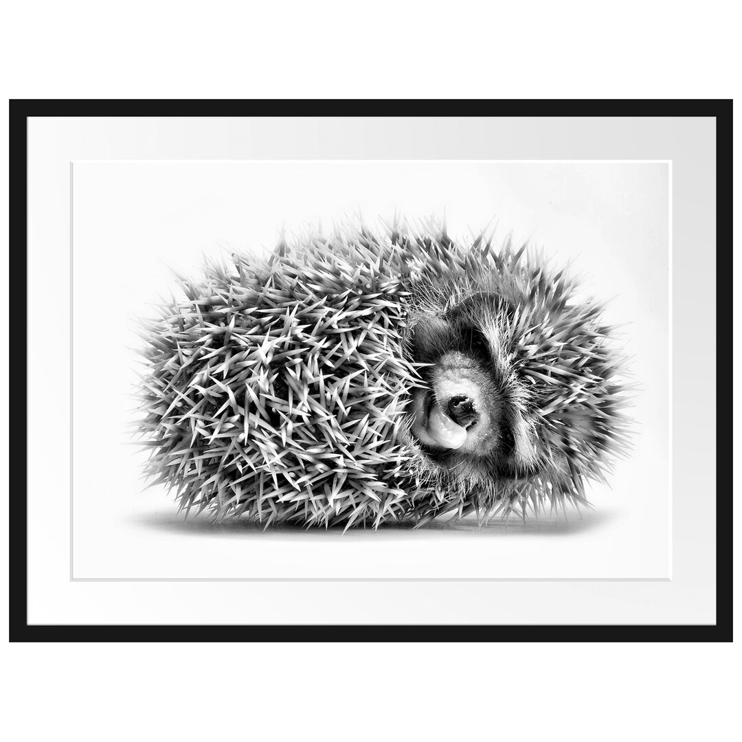 Gerahmtes Poster Kleiner niedlicher Baby Igel