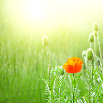 Poppy Flowers by Kalistratova