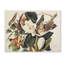 « black-billed coucou » par john james audubon, reproduction d’art sur toile tendue-31104315