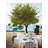 Villeroy & Boch New Wave Teacup