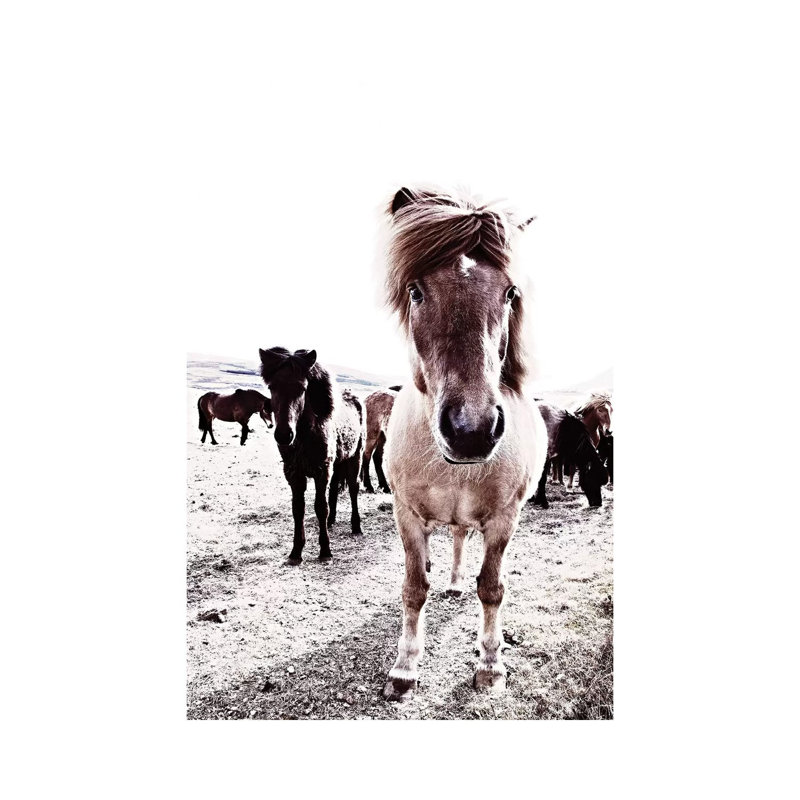 Iceland Horse Rikka 1 Piece Wrapped Canvas Wall Art, 20.32 cm H x 30.48 cm W